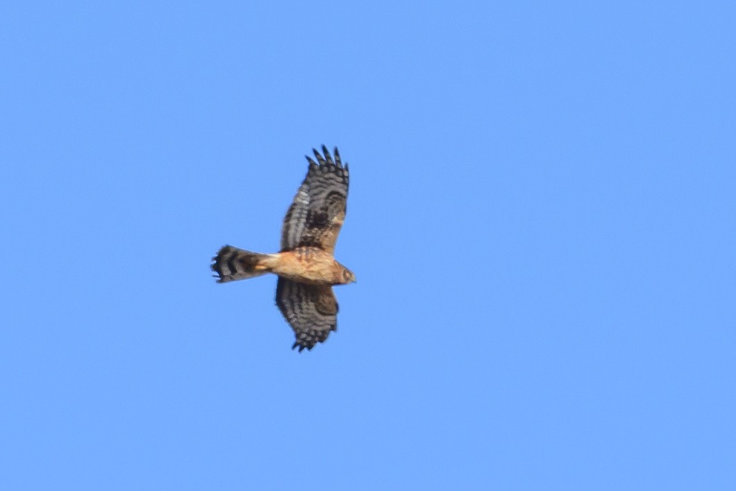 Northern Harrier - ML646661794