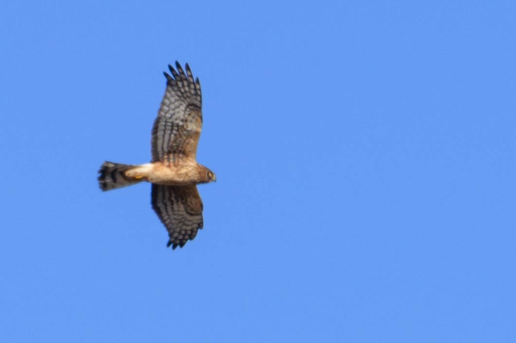 Northern Harrier - ML646661795