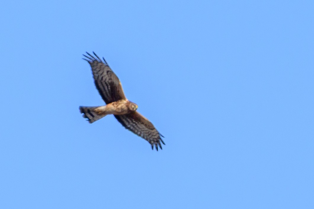 Northern Harrier - ML646661796