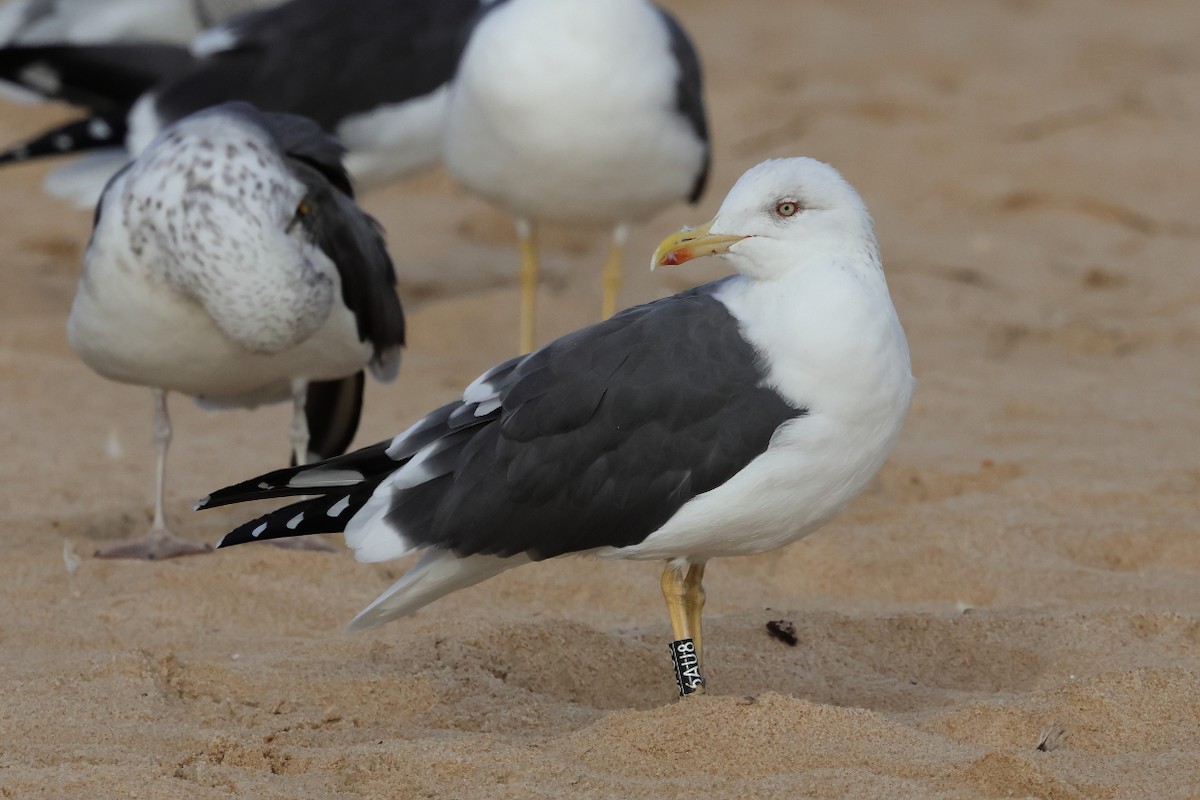 Lesser Black-backed Gull - ML646661799
