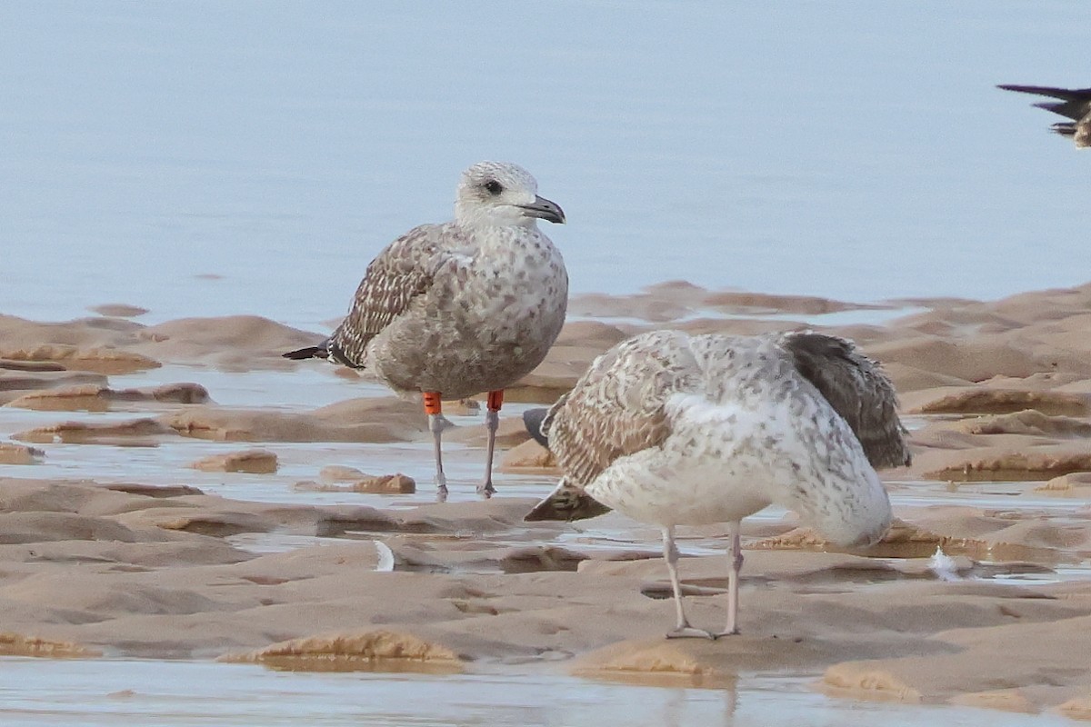 Lesser Black-backed Gull - ML646661800