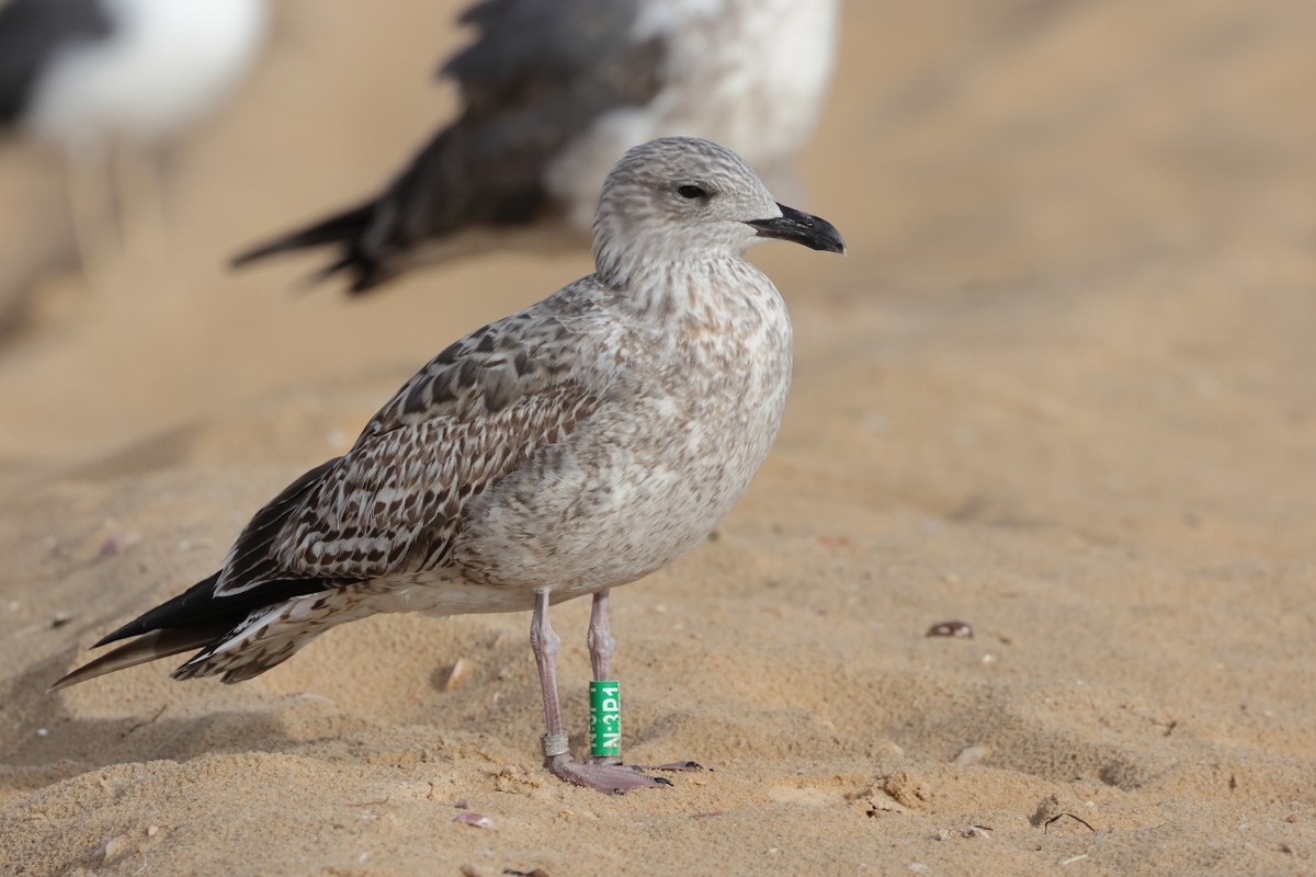 Lesser Black-backed Gull - ML646661801