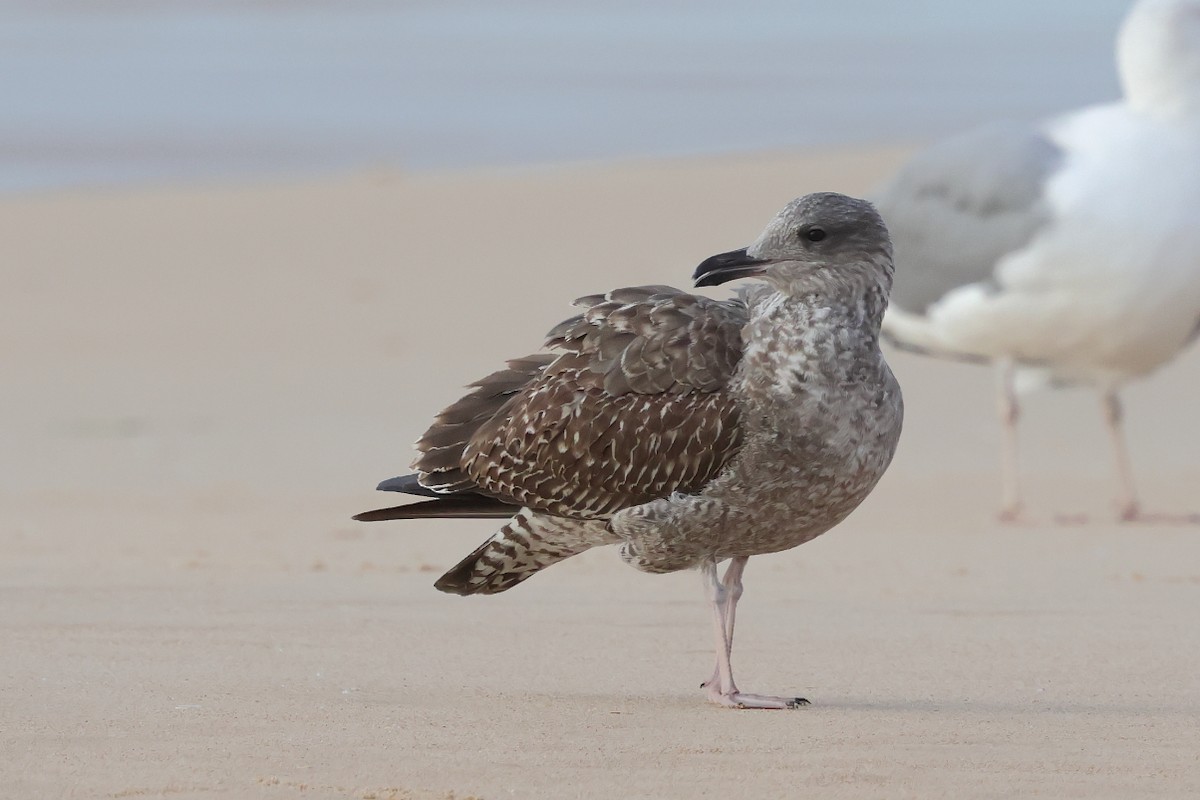 Lesser Black-backed Gull - ML646661802