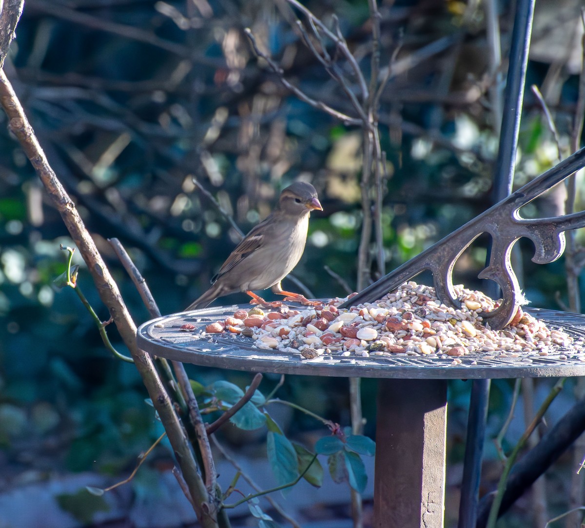 Gorrión Común - ML646661804