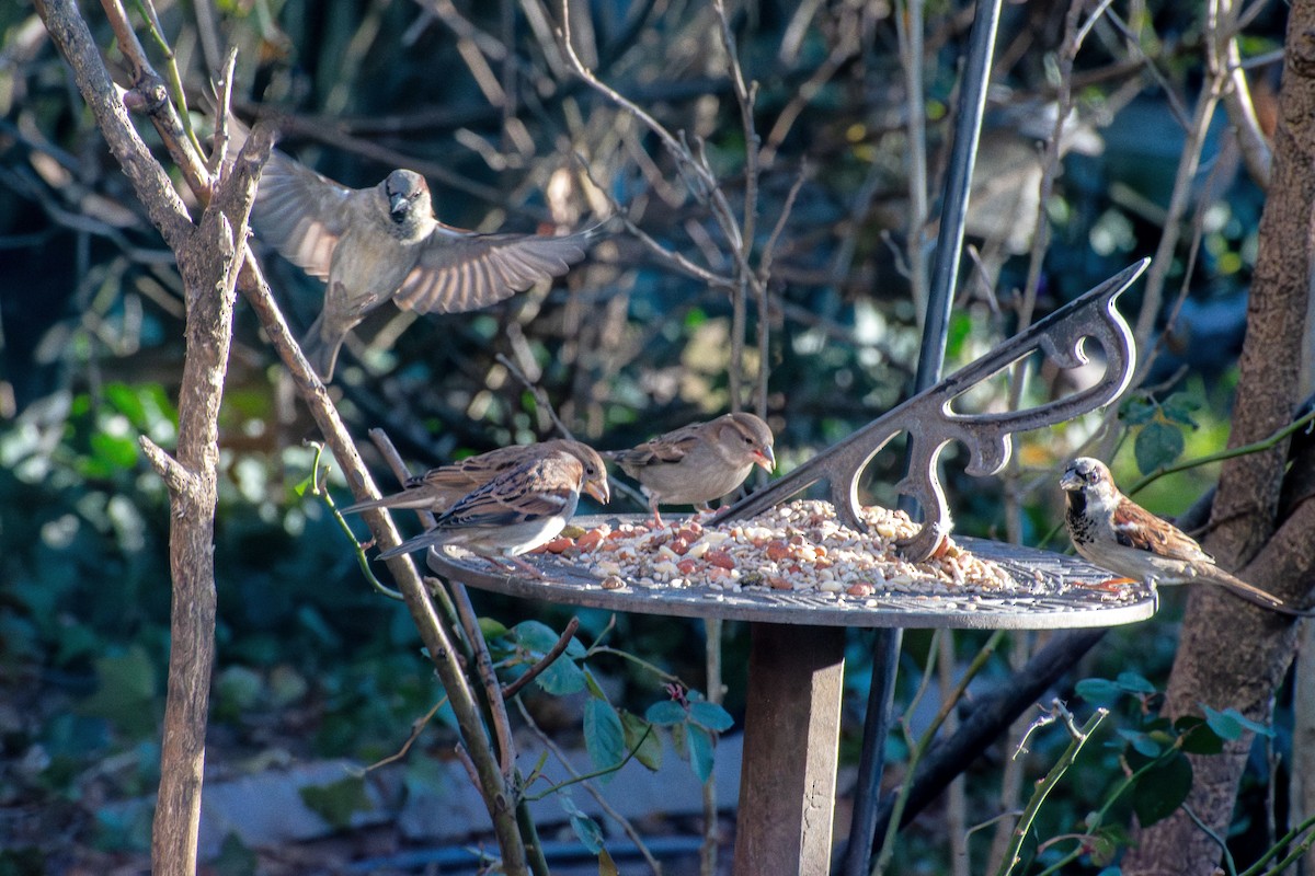 Gorrión Común - ML646661806