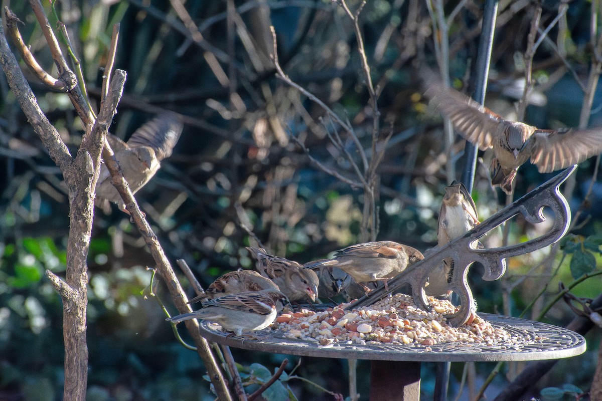 Gorrión Común - ML646661807