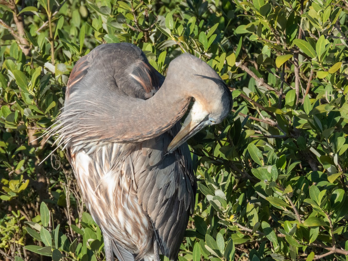 Kanadareiher - ML646661808