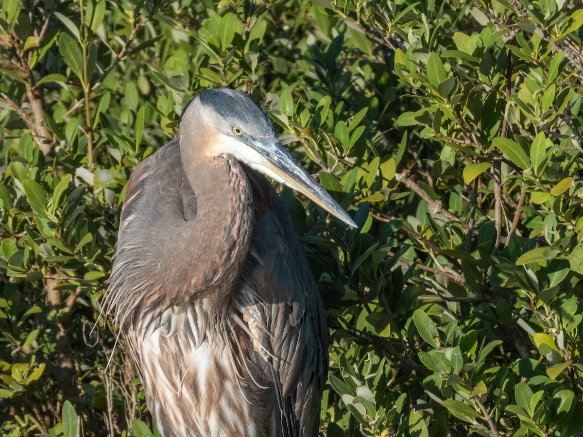 Kanadareiher - ML646661809