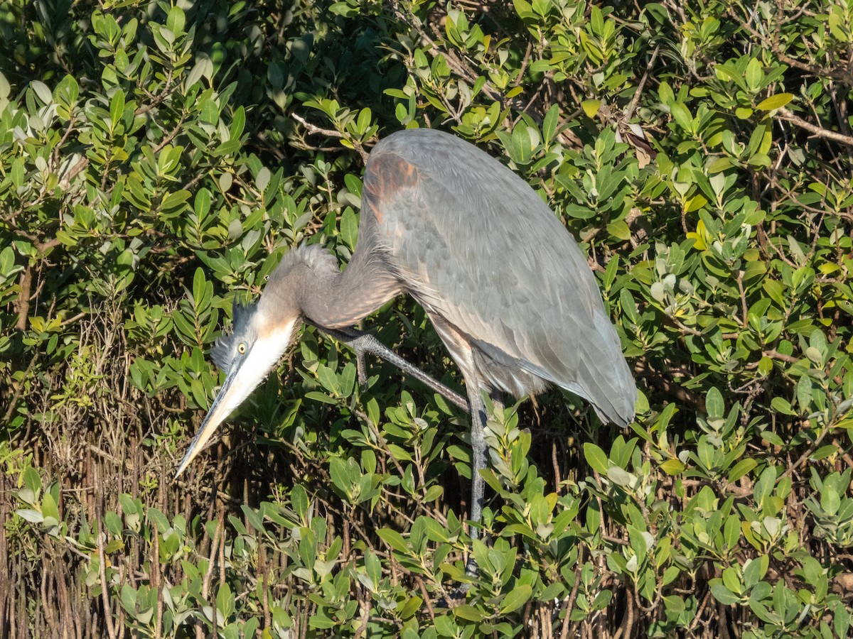 Kanadareiher - ML646661810