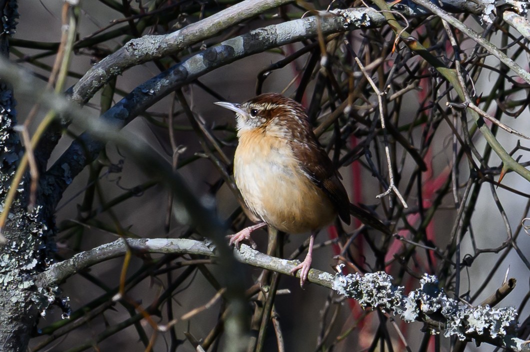 Carolina Wren - ML646661812
