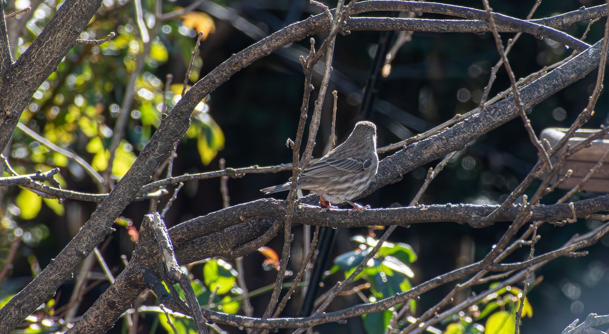 Camachuelo Mexicano - ML646661813