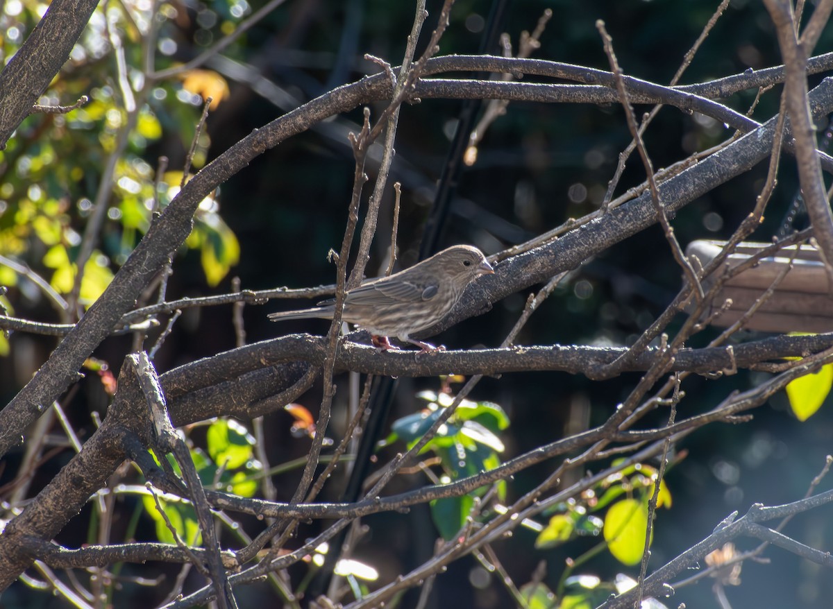 Camachuelo Mexicano - ML646661814