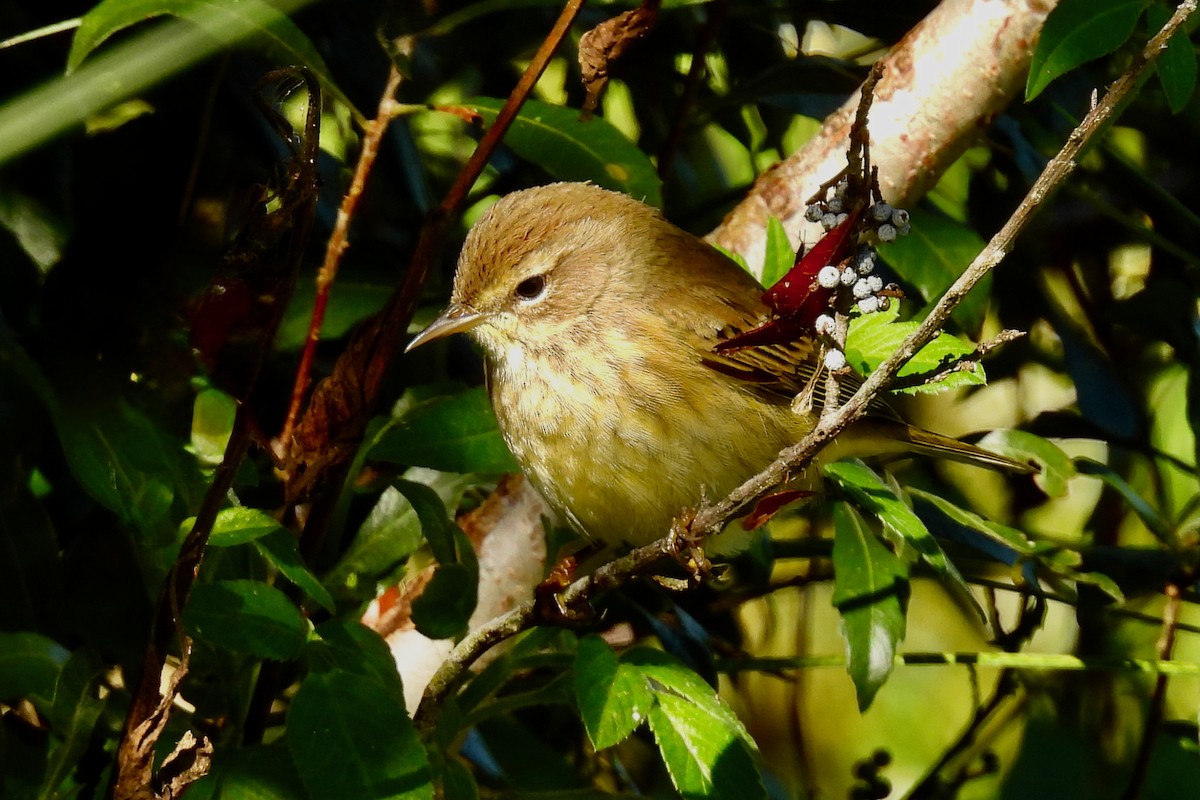Paruline à couronne rousse - ML646661815