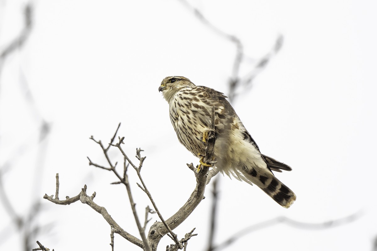 Merlin - ML646661816