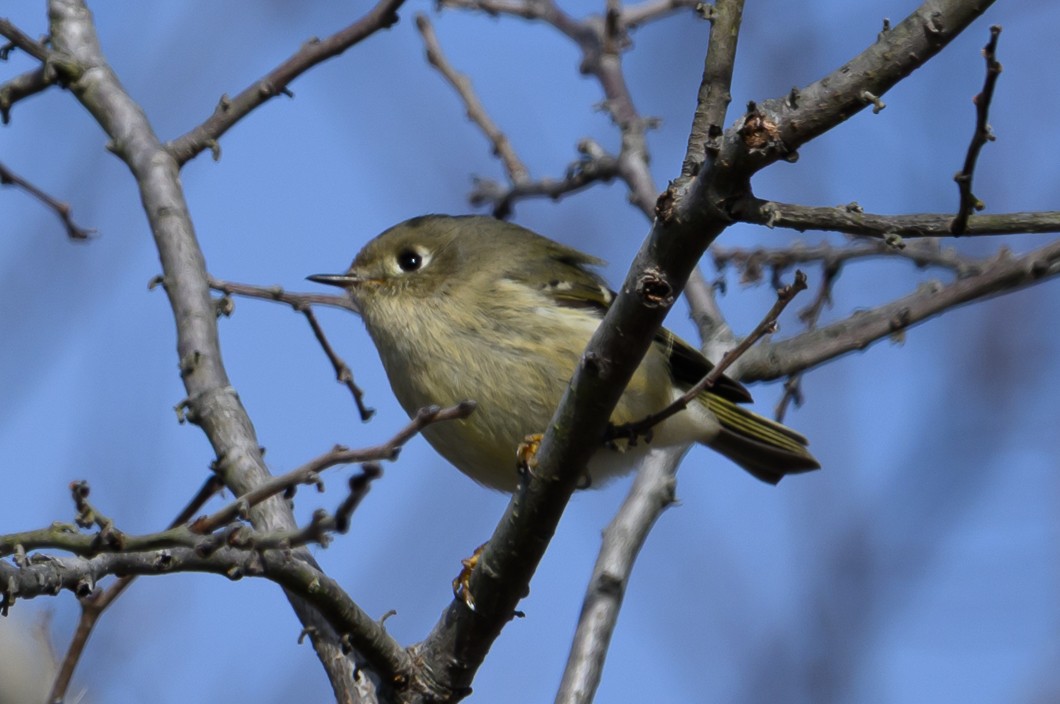 Ruby-crowned Kinglet - ML646661817