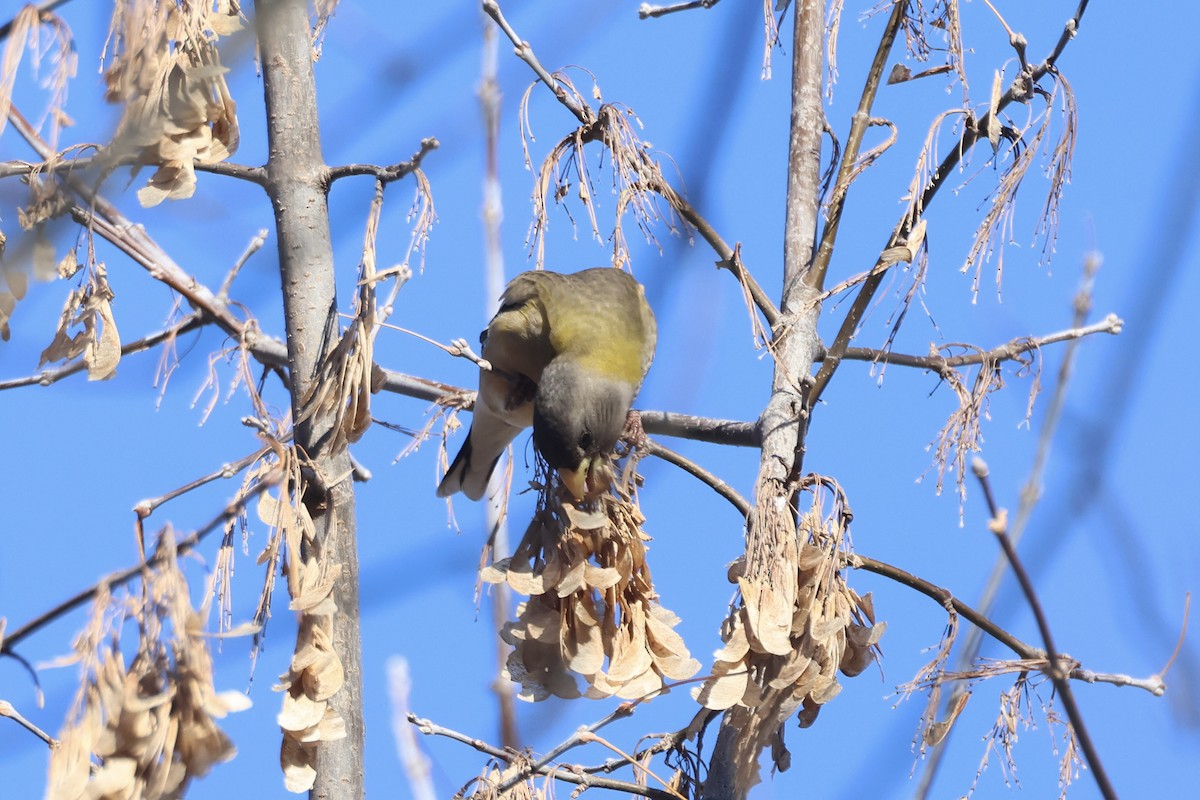 Abendkernbeißer - ML646661823