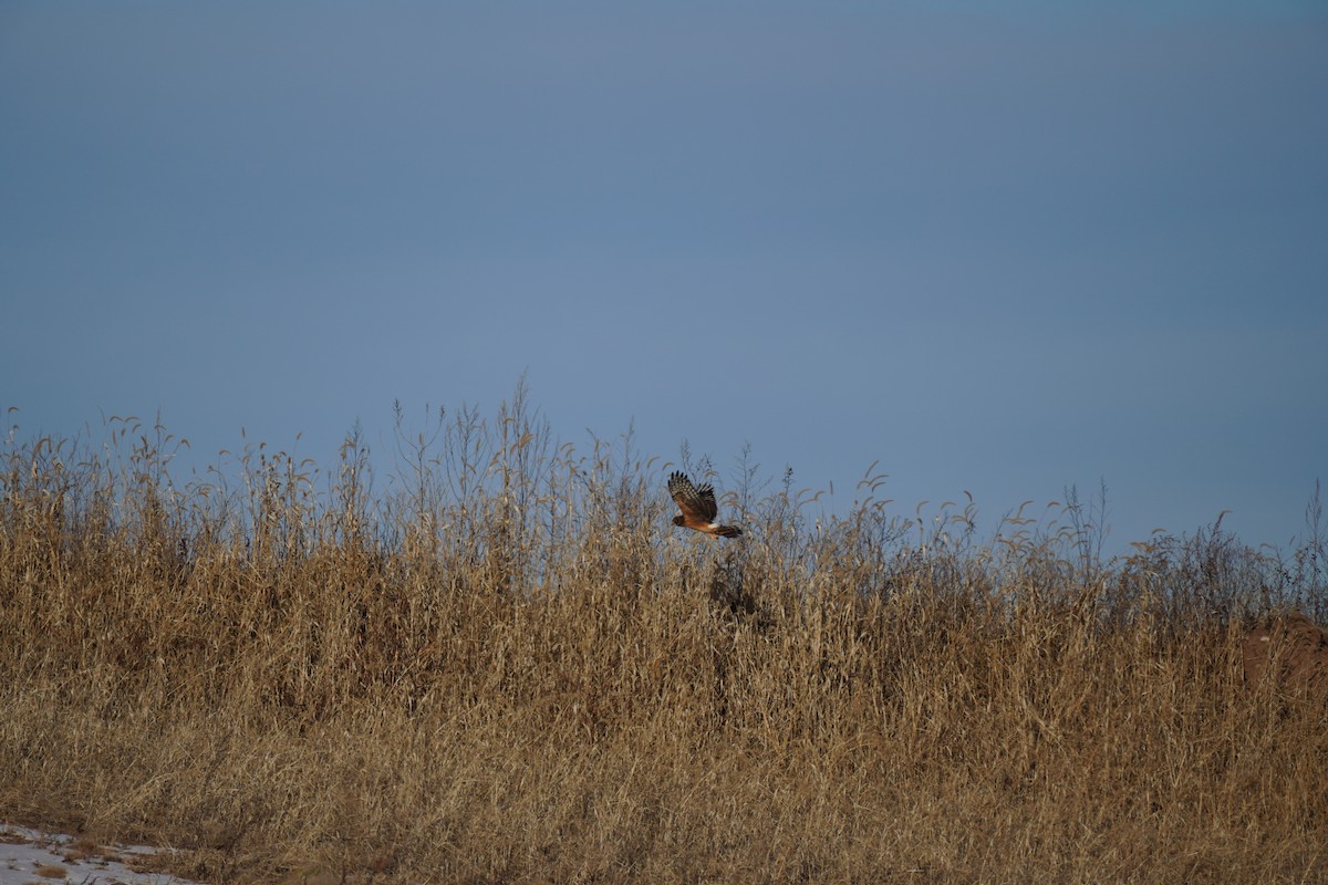 Northern Harrier - ML646661824