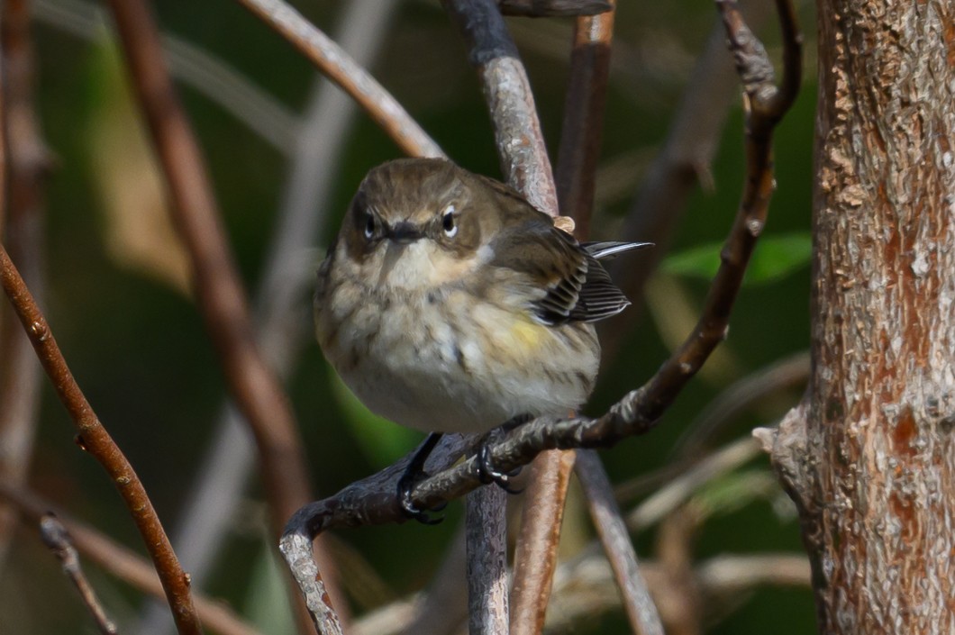 Yellow-rumped Warbler - ML646661828