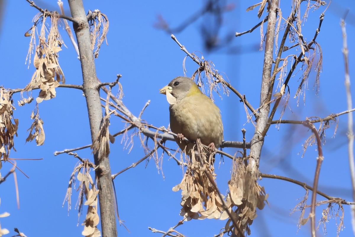 Abendkernbeißer - ML646661829