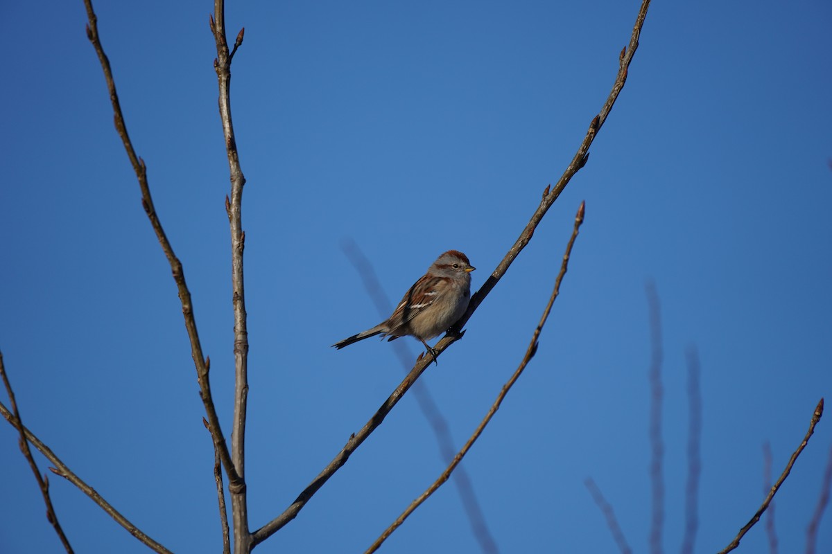 American Tree Sparrow - ML646661830