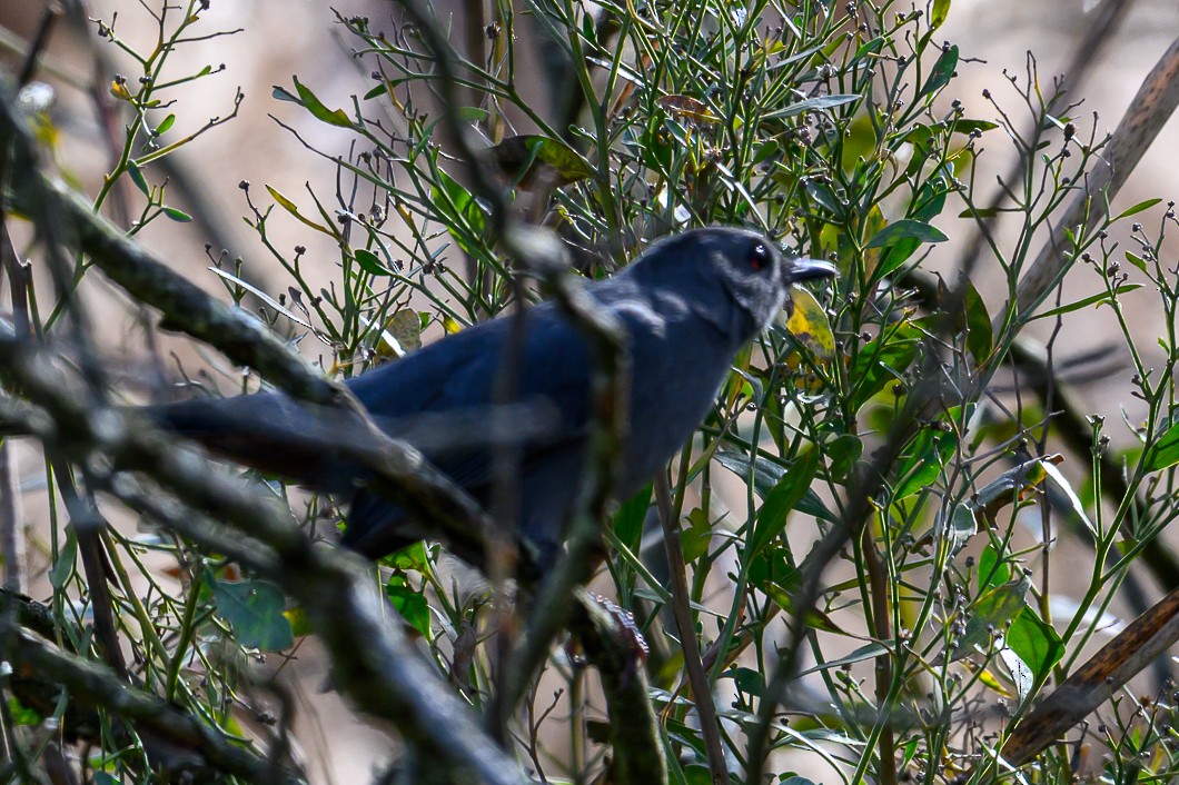 Gray Catbird - ML646661831