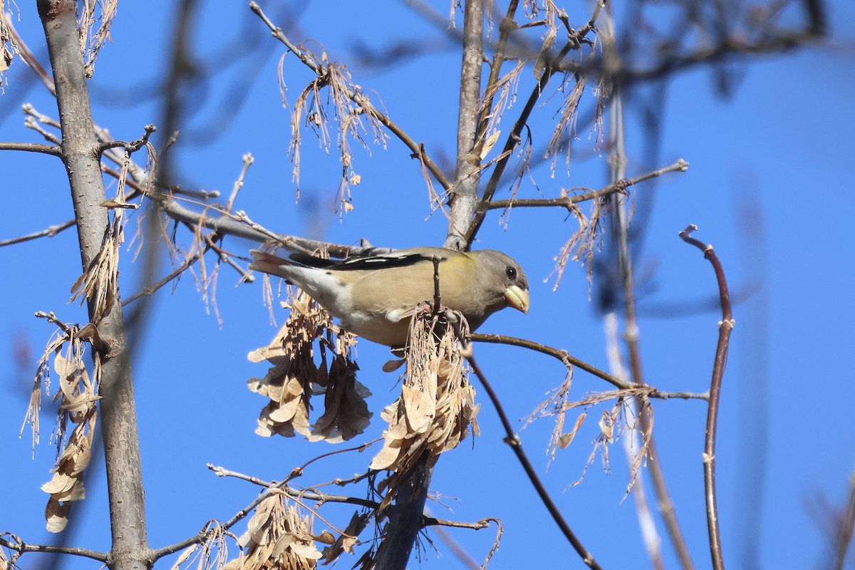 Abendkernbeißer - ML646661832