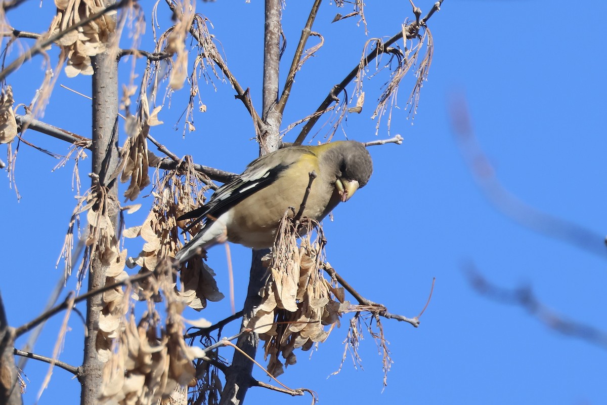 Abendkernbeißer - ML646661833