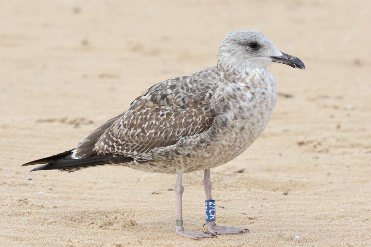 Lesser Black-backed Gull - ML646661834