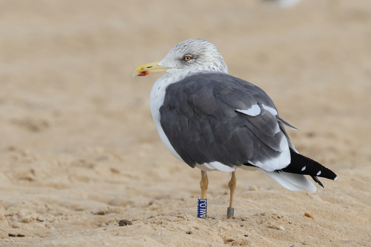 Lesser Black-backed Gull - ML646661835