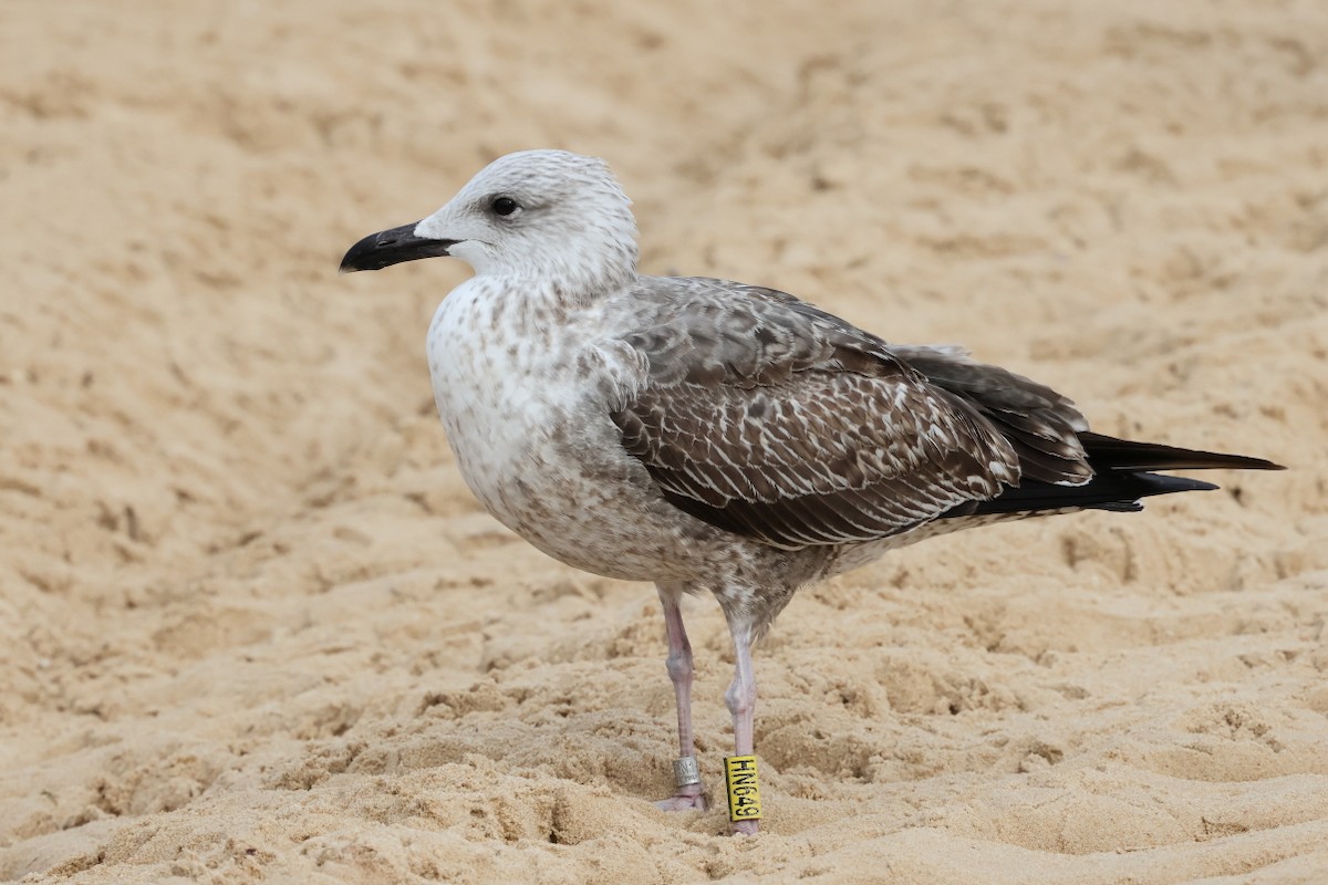 Lesser Black-backed Gull - ML646661836
