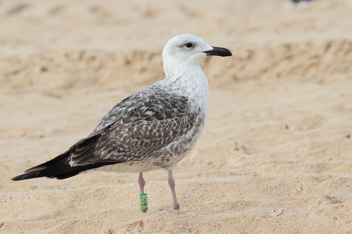 Lesser Black-backed Gull - ML646661837