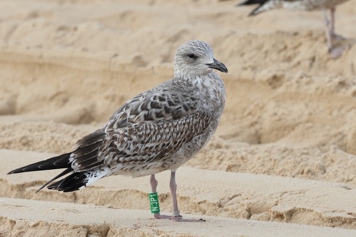 Lesser Black-backed Gull - ML646661838