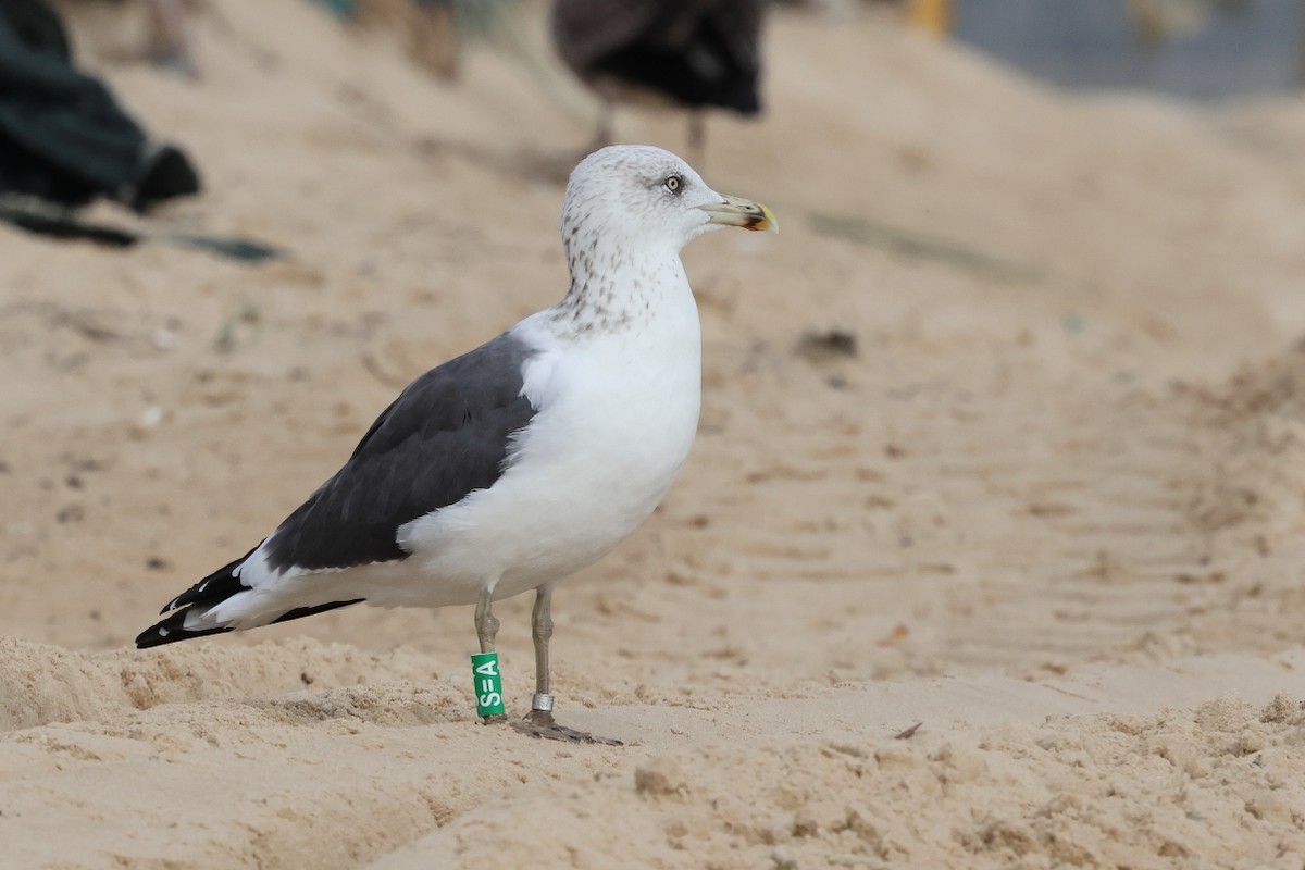 Lesser Black-backed Gull - ML646661839