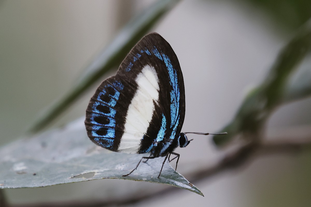 large green-banded blue - ML646661841