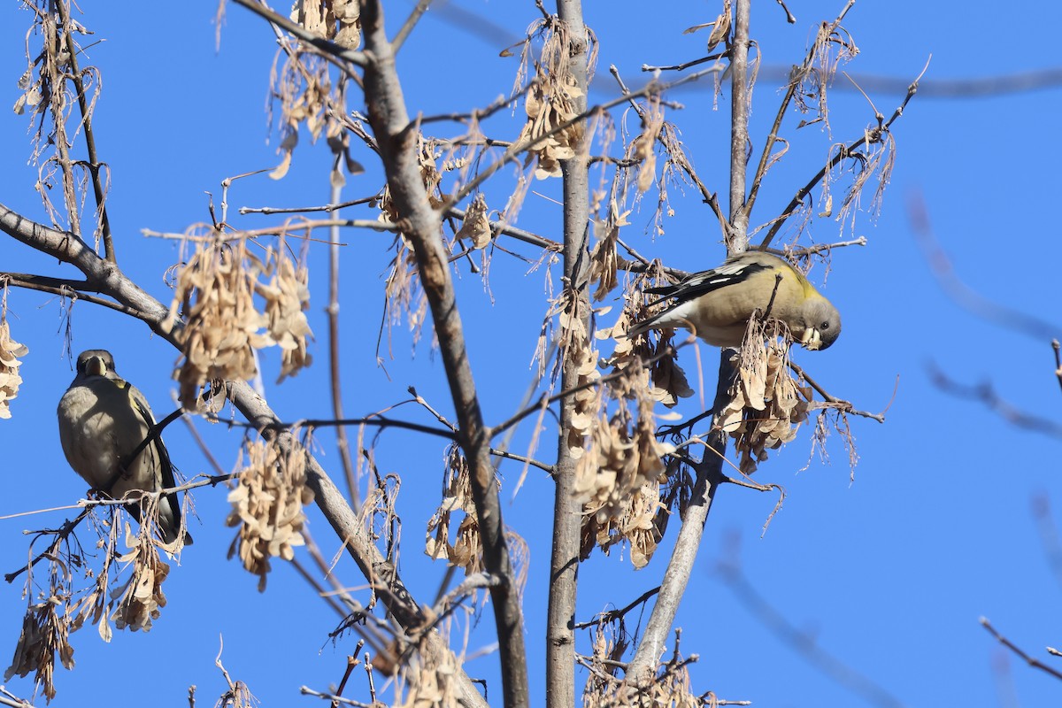 Abendkernbeißer - ML646661842