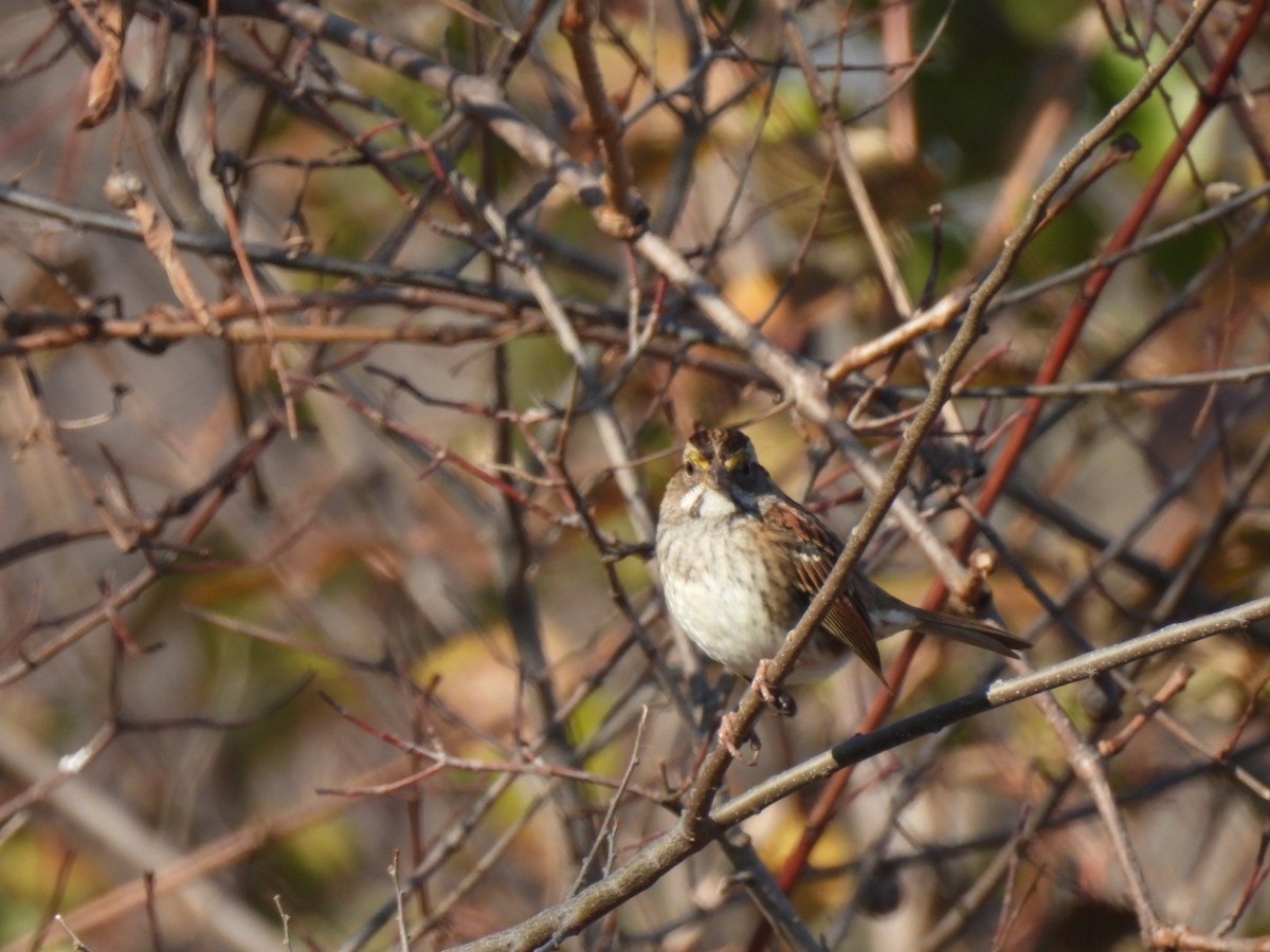White-throated Sparrow - ML646661843