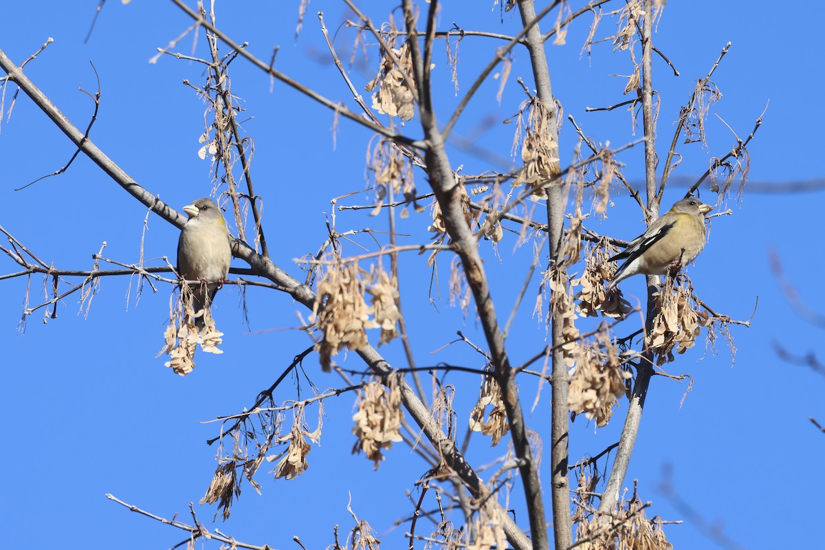 Abendkernbeißer - ML646661844