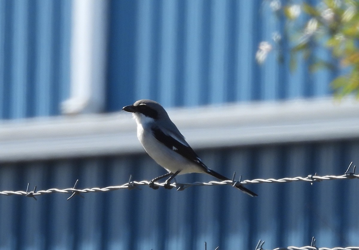 Pie-grièche migratrice - ML646661845