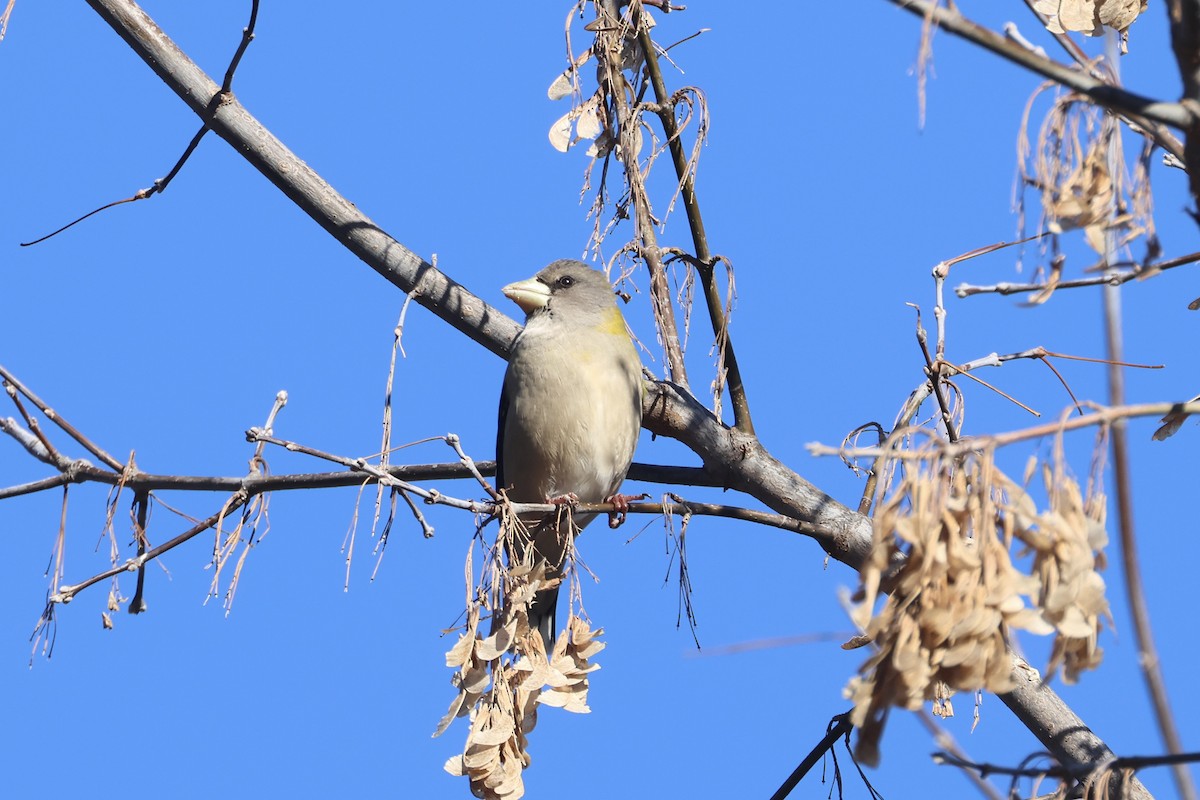 Abendkernbeißer - ML646661846