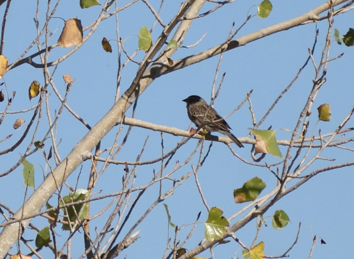 Bruant vespéral - ML646661849