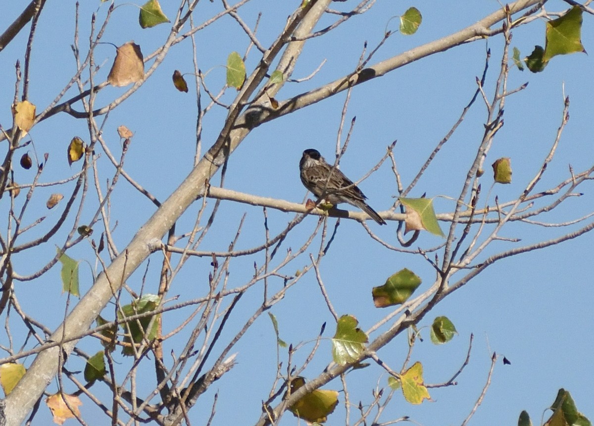 Bruant vespéral - ML646661850