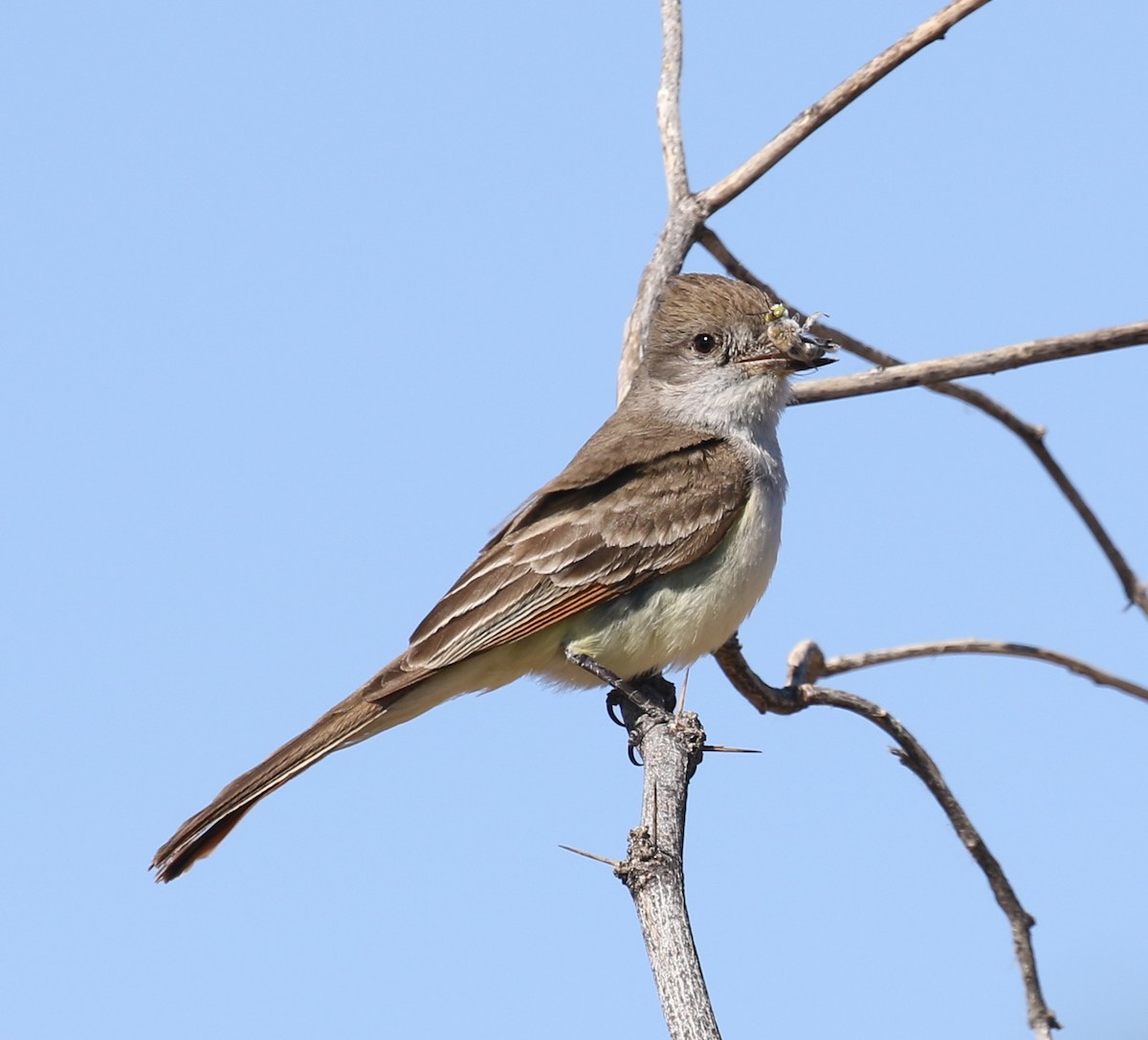 Copetón Cenizo - ML646661852