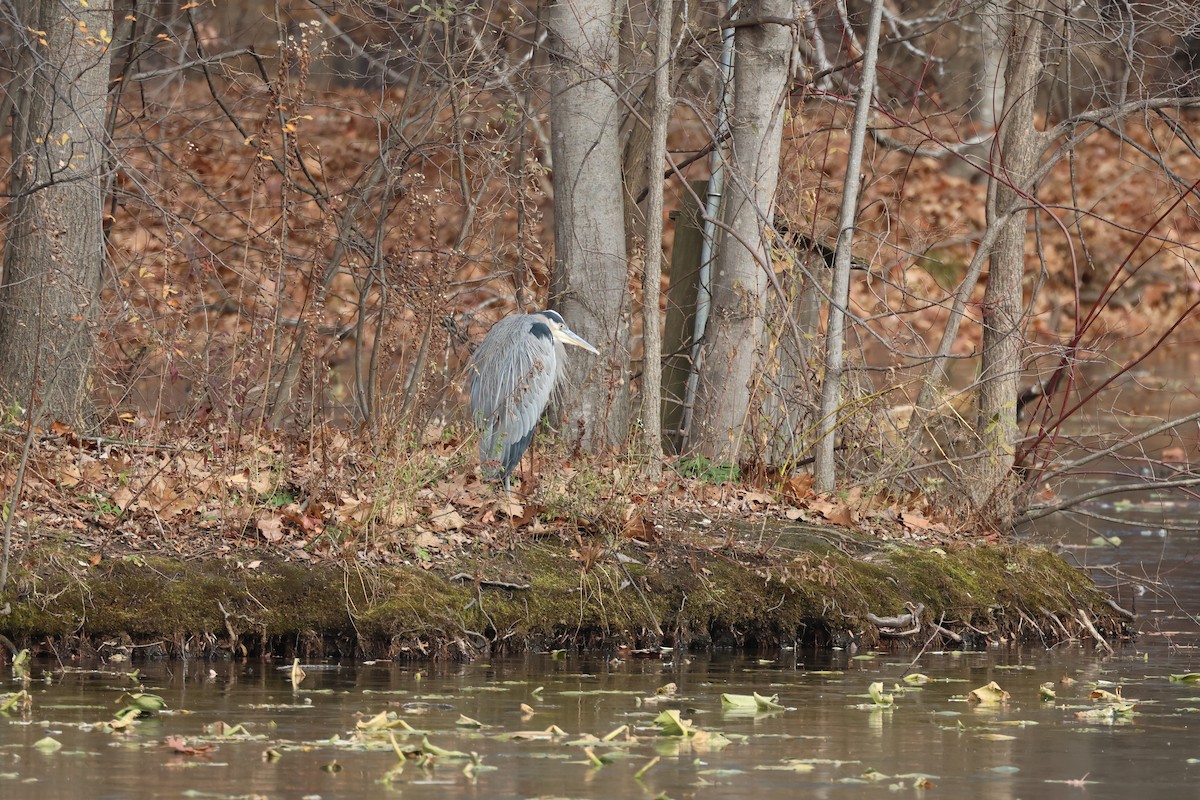 Kanadareiher - ML646661853