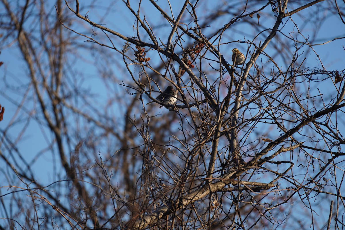 Savannah Sparrow - ML646661855