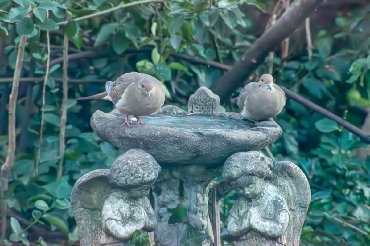 Zenaida Huilota - ML646661860