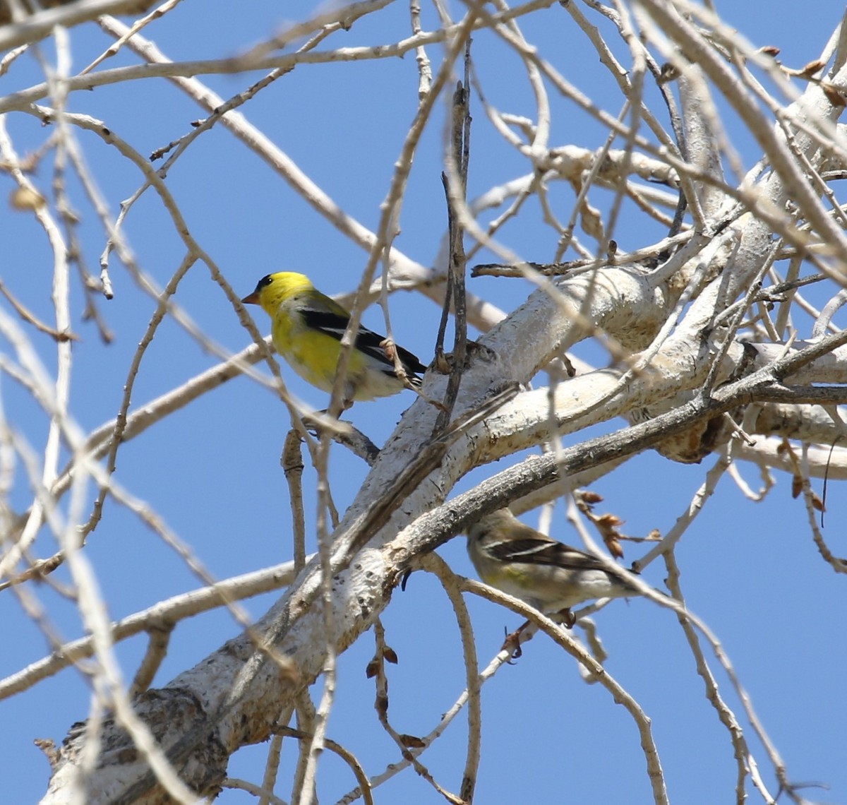 Jilguero Yanqui - ML646661863