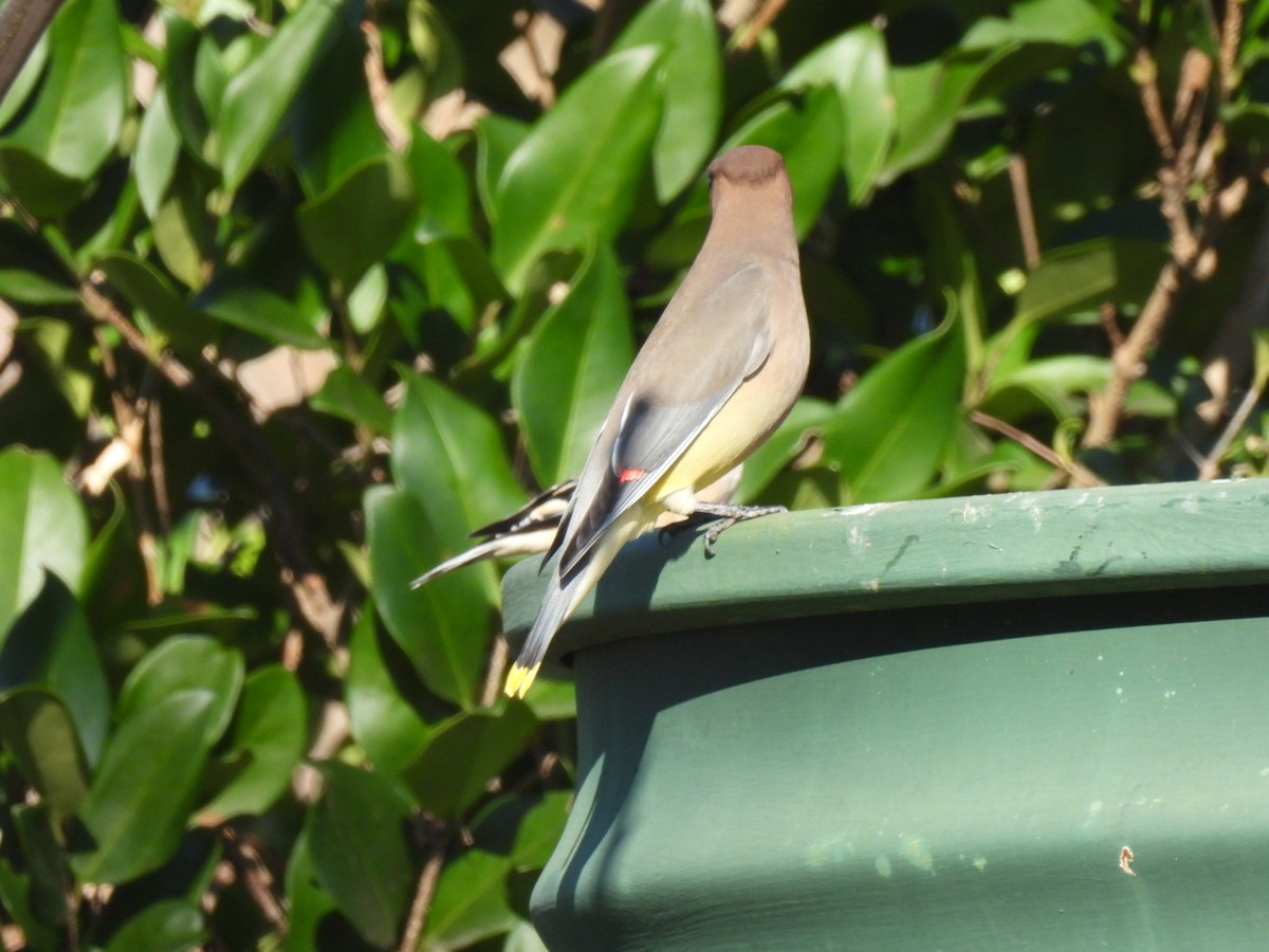 Cedar Waxwing - ML646661864