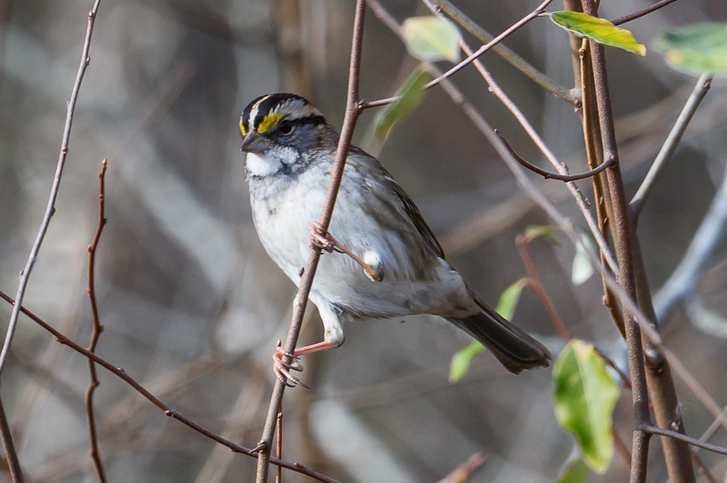 White-throated Sparrow - ML646661870