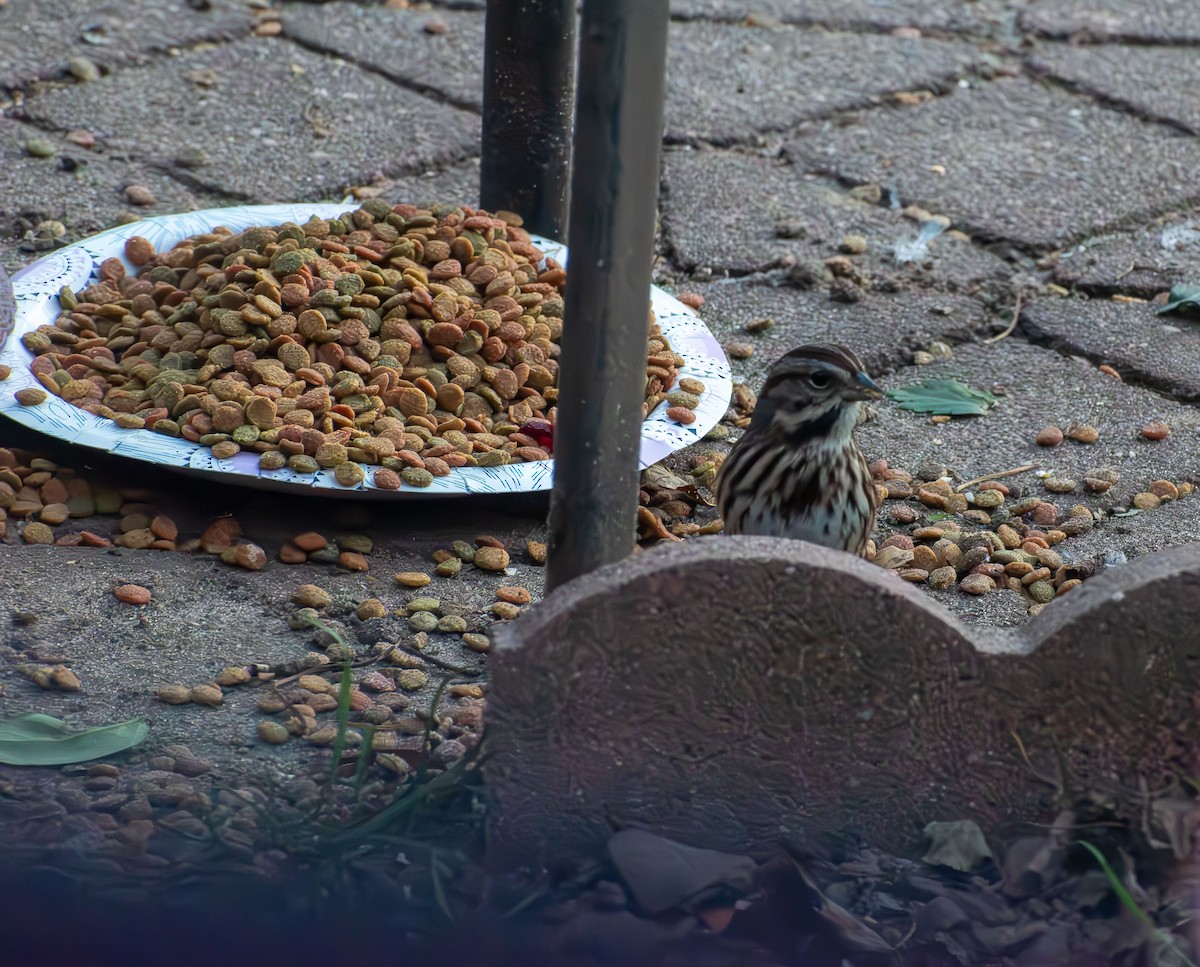 Chingolo Cantor - ML646661871