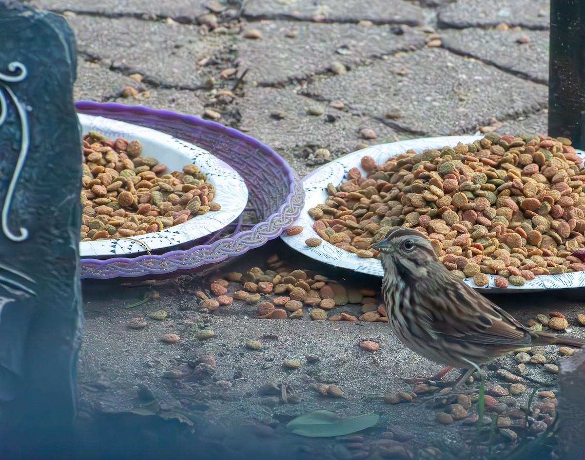 Chingolo Cantor - ML646661872